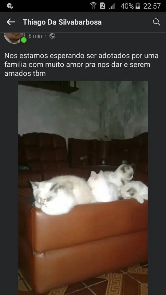 Gato ra a  idade 2 a 6 meses nome Branquinhos