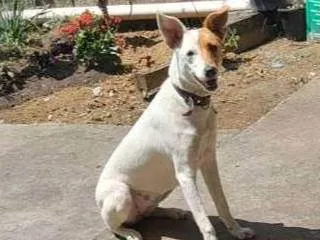 Cachorro ra a SRD idade 1 ano nome Nina