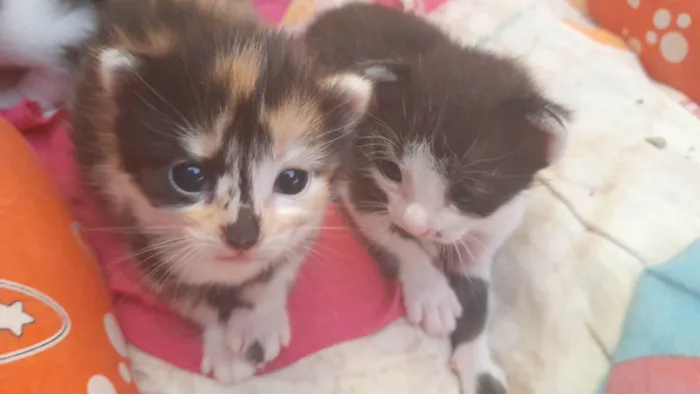 Gato ra a SRD-ViraLata idade 2 a 6 meses nome 2 Frajolas e 2 tricolores