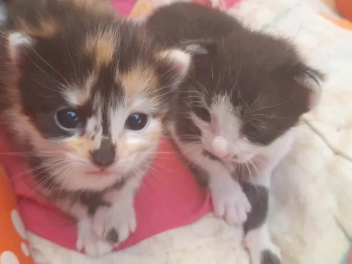 Gato ra a SRD-ViraLata idade 2 a 6 meses nome 2 Frajolas e 2 tricolores