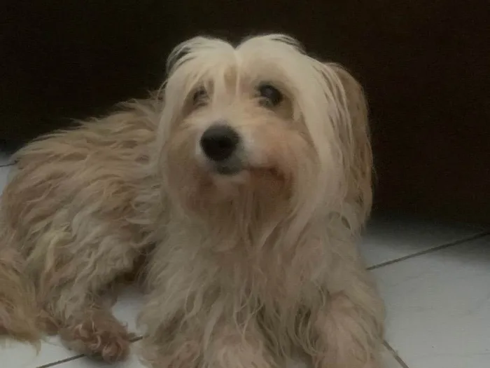 Cachorro ra a Poodle idade 6 ou mais anos nome Kiara