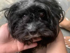 Cachorro raça Poodle idade 6 ou mais anos nome Lola