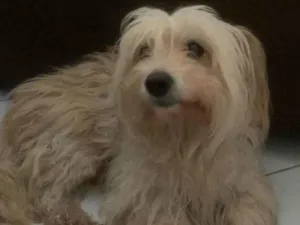 Cachorro raça Poodle idade 6 ou mais anos nome Kiara