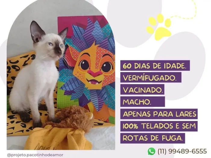 Gato raça SRD-ViraLata idade Abaixo de 2 meses nome Rom rom