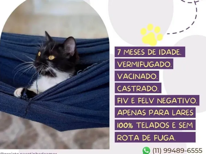 Gato raça SRD-ViraLata idade 7 a 11 meses nome Rubinho
