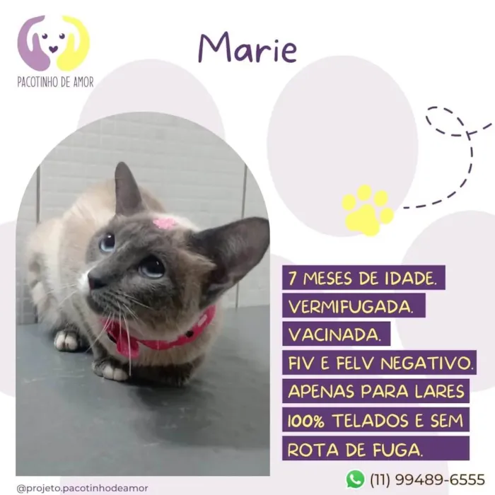 Gato raça SRD-ViraLata idade 7 a 11 meses nome Marie