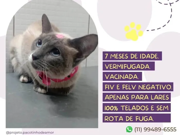 Gato raça SRD-ViraLata idade 7 a 11 meses nome Marie