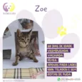 Zoe