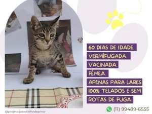 Gato raça SRD-ViraLata idade Abaixo de 2 meses nome Zoe