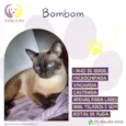 Gato raça SRD-ViraLata idade 7 a 11 meses nome Bombom