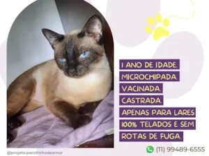 Gato raça SRD-ViraLata idade 7 a 11 meses nome Bombom