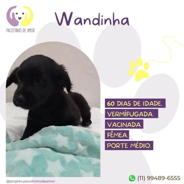 Cachorro raça SRD-ViraLata idade 2 a 6 meses nome Wandinha
