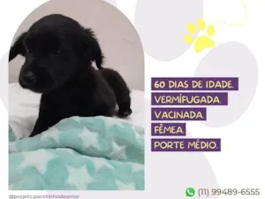 Cachorro raça SRD-ViraLata idade 2 a 6 meses nome Wandinha