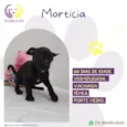 Cachorro raça SRD-ViraLata idade 2 a 6 meses nome Morticia