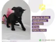 Cachorro raça SRD-ViraLata idade 2 a 6 meses nome Morticia