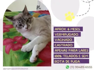 Gato raça SRD-ViraLata idade 7 a 11 meses nome Andy