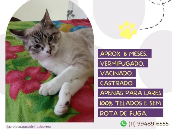 Gato raça SRD-ViraLata idade 7 a 11 meses nome Andy