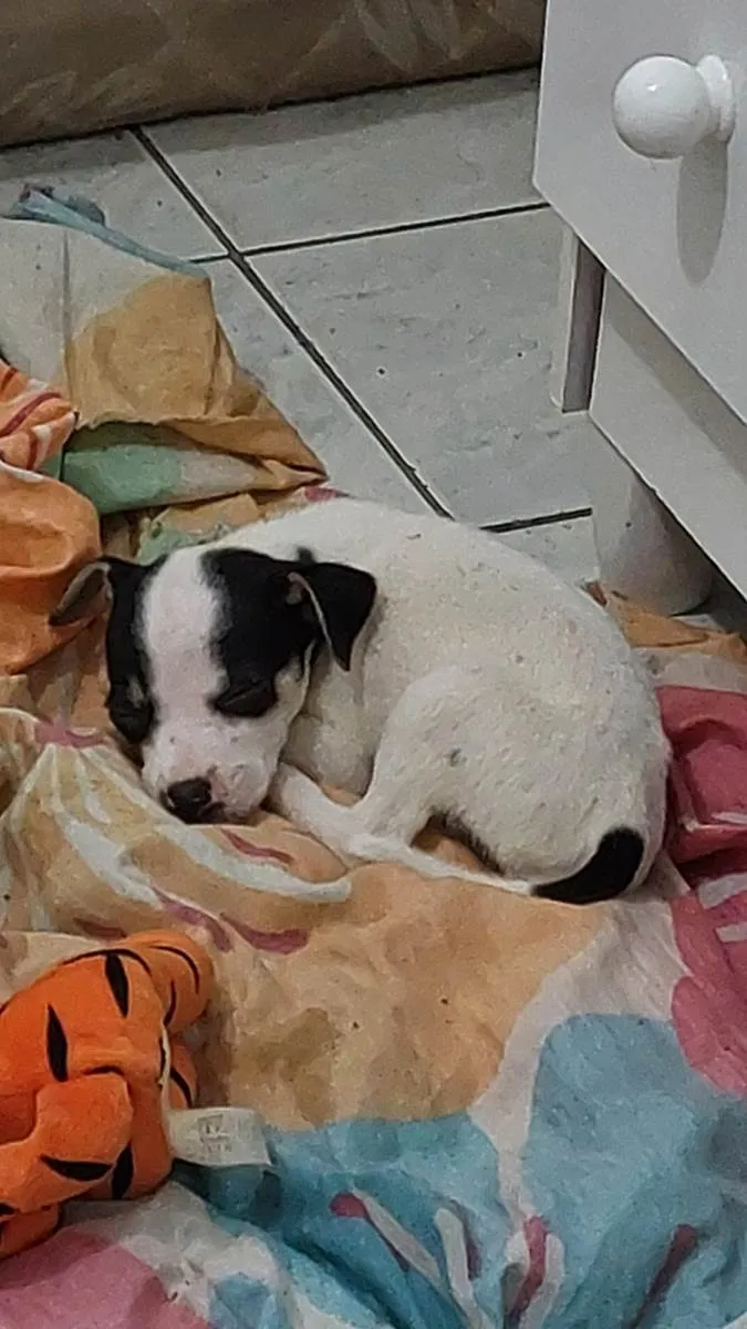 Cachorro ra a SRD-ViraLata idade Abaixo de 2 meses nome Pandora