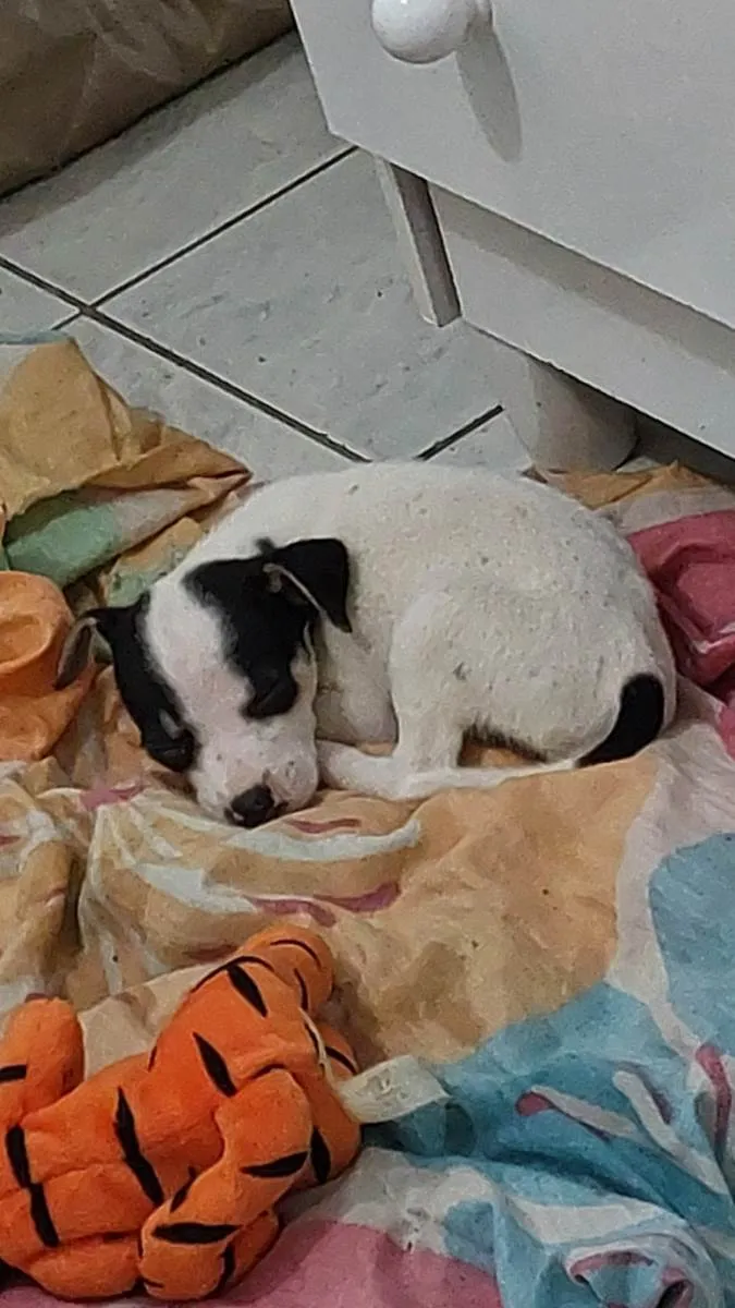 Cachorro ra a SRD-ViraLata idade Abaixo de 2 meses nome Pandora