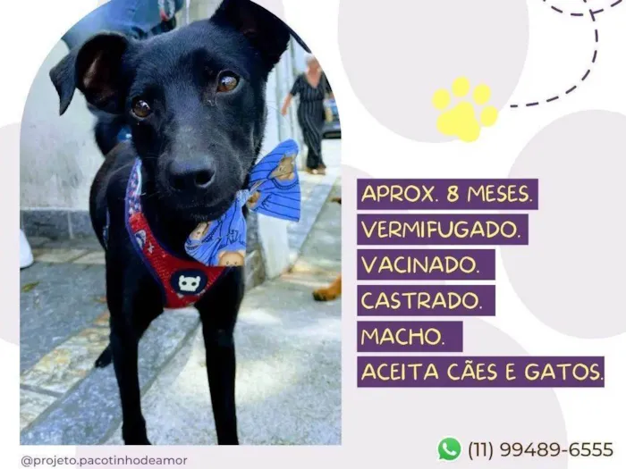 Cachorro raça SRD-ViraLata idade 1 ano nome Dino