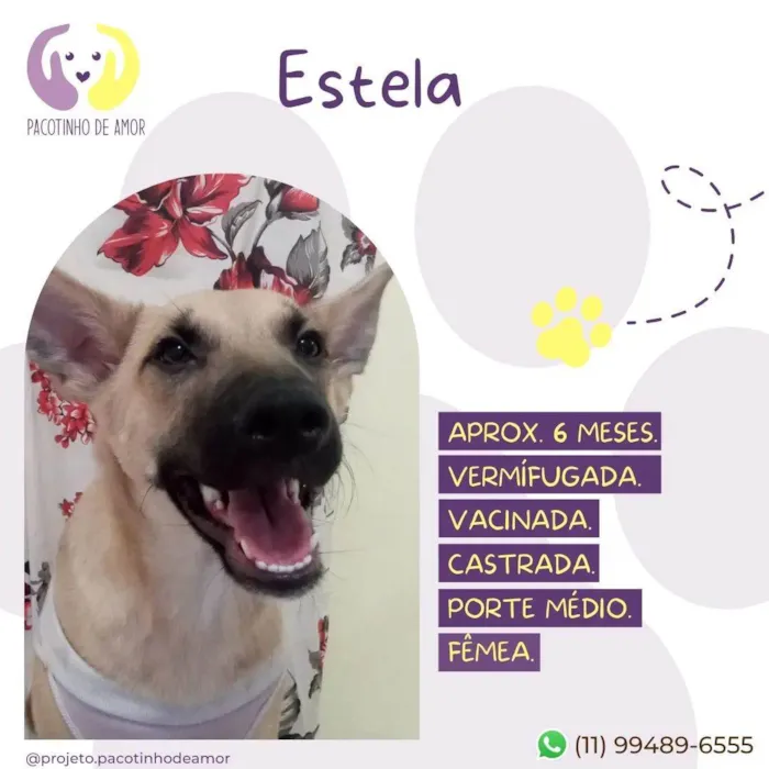 Cachorro raça SRD-ViraLata idade 7 a 11 meses nome Estela 