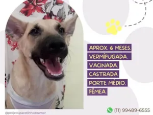 Cachorro raça SRD-ViraLata idade 7 a 11 meses nome Estela 