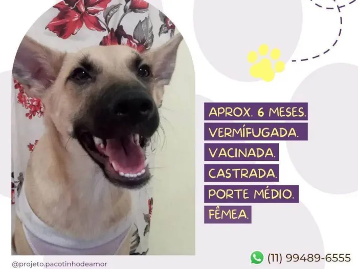 Cachorro raça SRD-ViraLata idade 7 a 11 meses nome Estela 