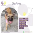 Cachorro raça SRD-ViraLata malinois com vira lata idade 7 a 11 meses nome Safira
