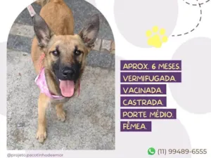 Cachorro raça SRD-ViraLata malinois com vira lata idade 7 a 11 meses nome Safira