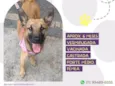 Cachorro raça SRD-ViraLata malinois com vira lata idade 7 a 11 meses nome Safira