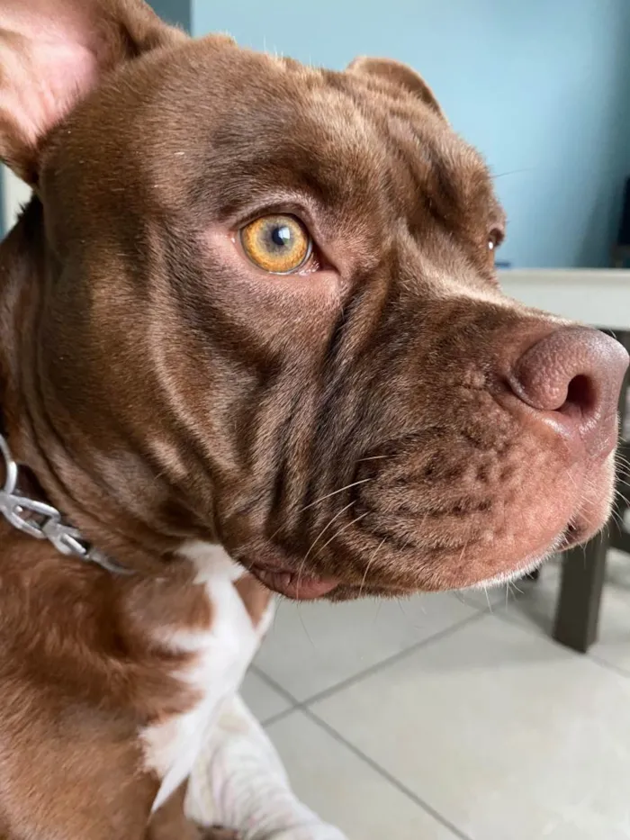 Cachorro ra a American bully idade 1 ano nome Gaia 