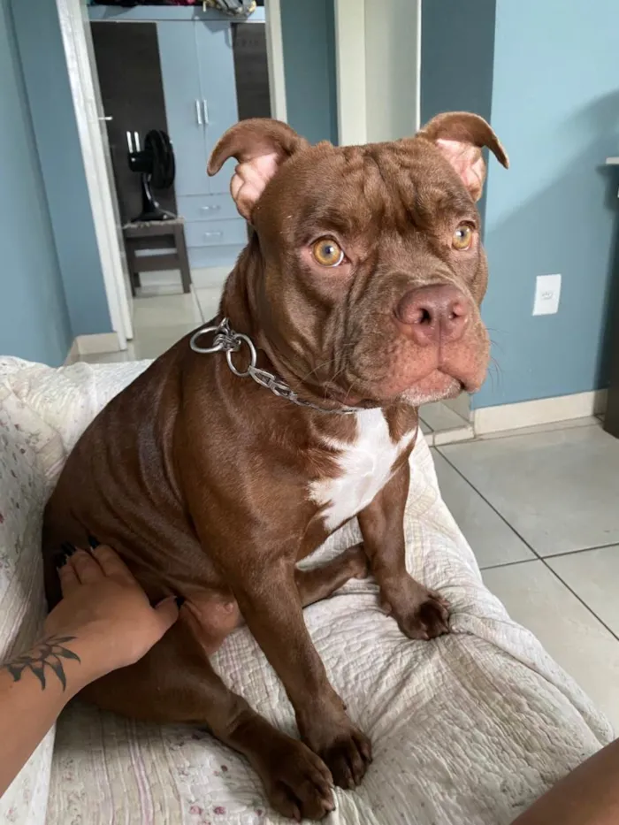 Cachorro ra a American bully idade 1 ano nome Gaia 