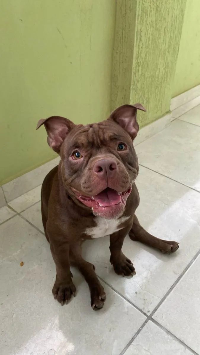 Cachorro ra a American bully idade 1 ano nome Gaia 