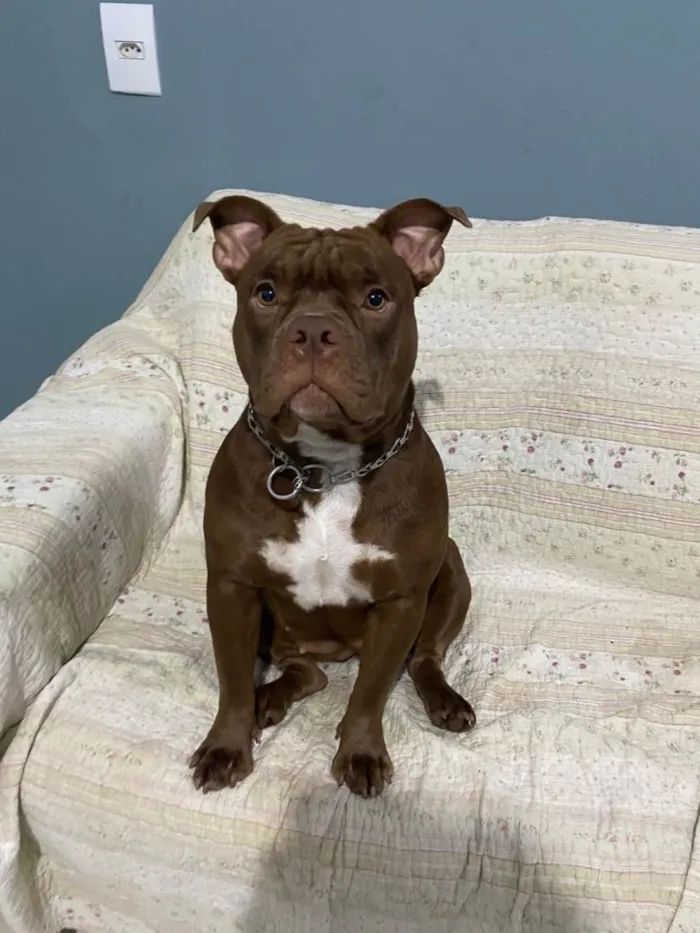 Cachorro ra a American bully idade 1 ano nome Gaia 