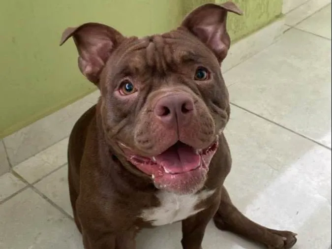 Cachorro ra a American bully idade 1 ano nome Gaia 