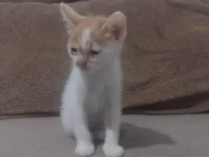 Gato raça SRD idade Abaixo de 2 meses nome Sem nome 