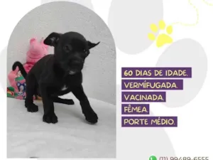 Cachorro raça SRD-ViraLata idade 2 a 6 meses nome Morticia