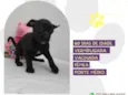 Cachorro raça SRD-ViraLata idade 2 a 6 meses nome Morticia
