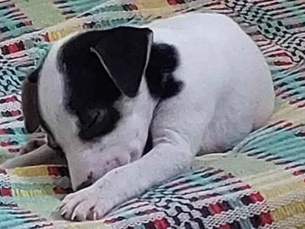 Cachorro ra a SRD-ViraLata idade Abaixo de 2 meses nome Pandora