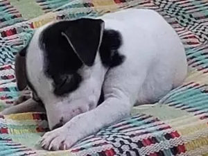Cachorro raça SRD-ViraLata idade Abaixo de 2 meses nome Pandora
