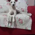Branquinha