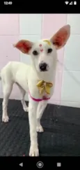 Branquinha