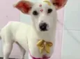 Branquinha