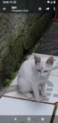 Floquinho