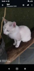 Floquinho