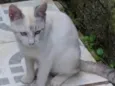 Floquinho