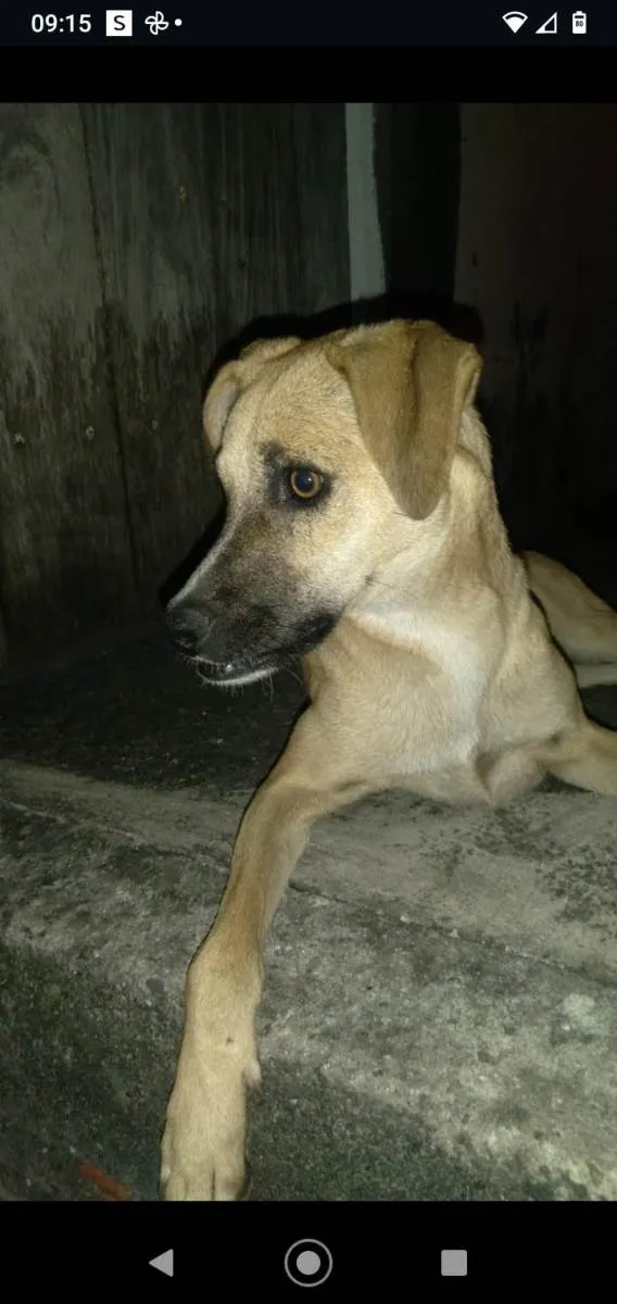 Cachorro ra a SRD-ViraLata idade 2 anos nome Dentinho 