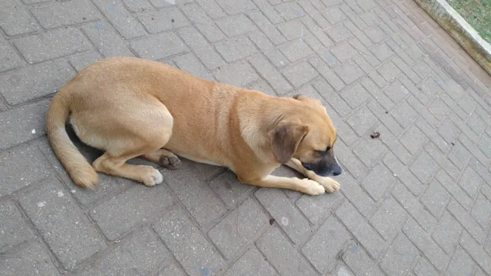 Cachorro ra a SRD-ViraLata idade 2 anos nome Dentinho 