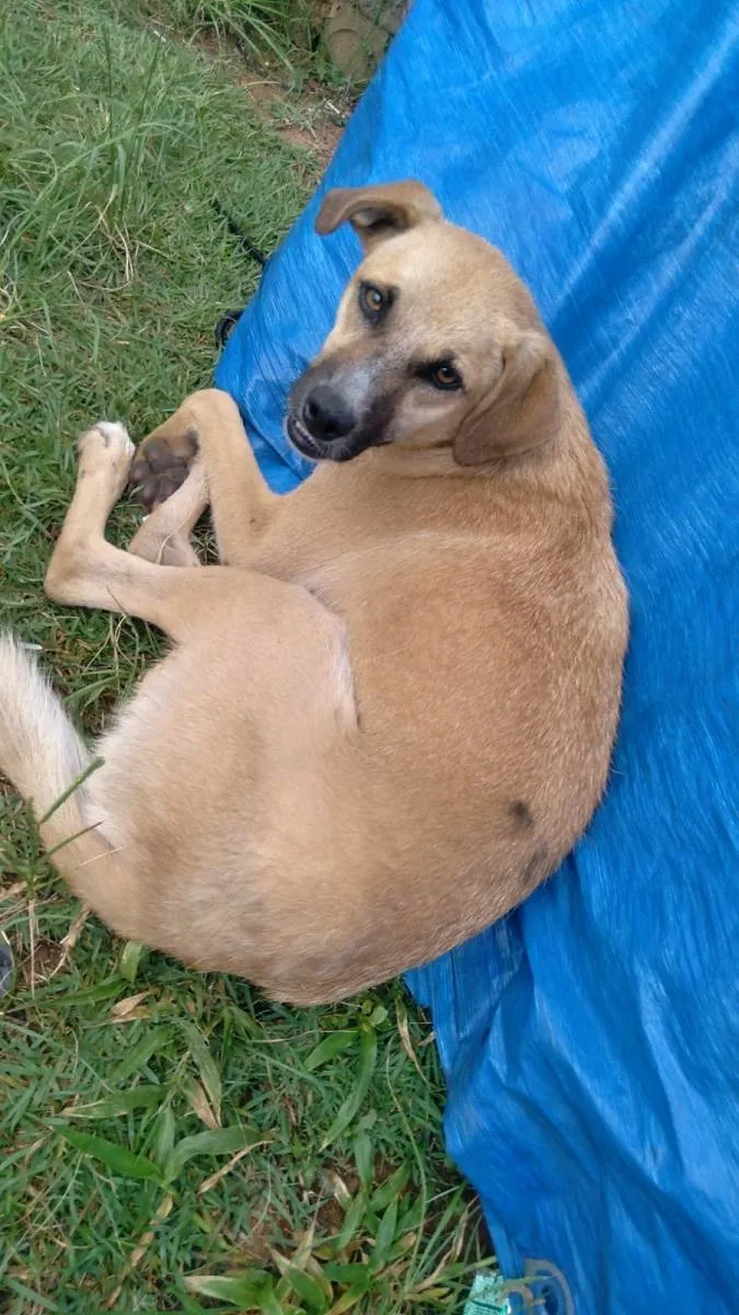 Cachorro ra a SRD-ViraLata idade 2 anos nome Dentinho 