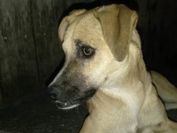 Cachorro ra a SRD-ViraLata idade 2 anos nome Dentinho 